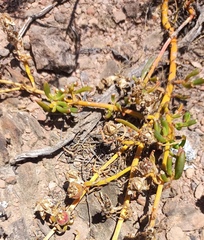 Mesembryanthemum longistylum