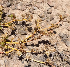 Mesembryanthemum longistylum