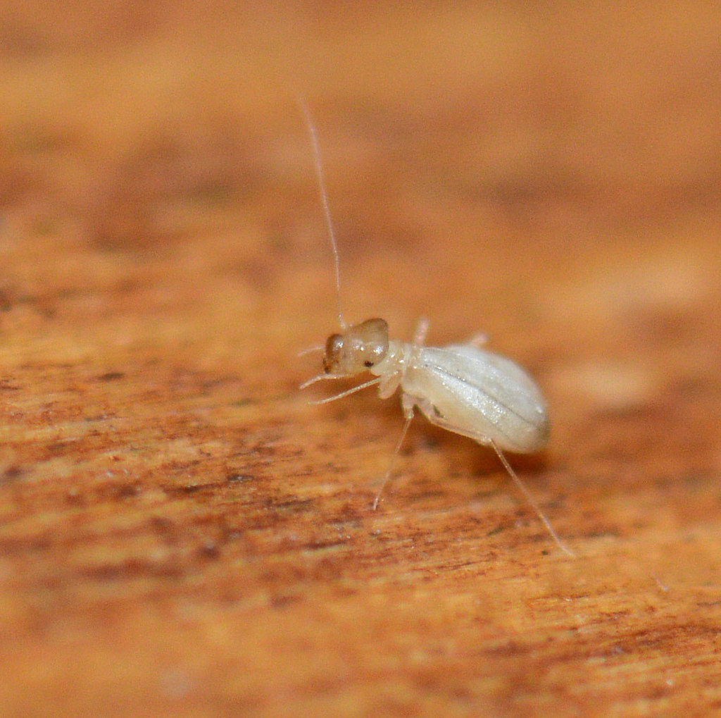 Sphaeropsocidae