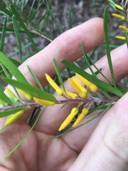 Persoonia linearis