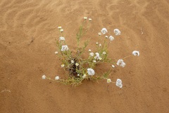 Polycalymma stuartii