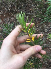 Persoonia linearis