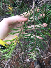 Persoonia linearis
