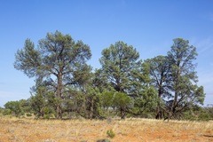 Callitris glaucophylla