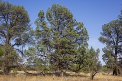 Callitris glaucophylla