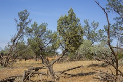 Callitris glaucophylla