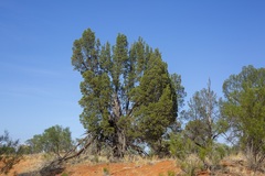 Callitris glaucophylla