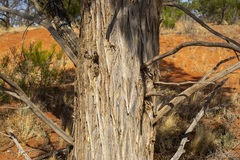 Callitris glaucophylla