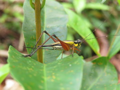 Nisitrus