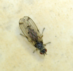 Palloptera scutellata