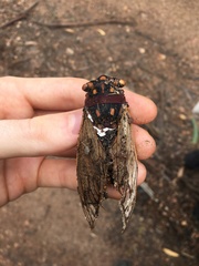 Macrotristria angularis