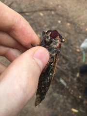 Macrotristria angularis