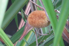 Pandanaceae
