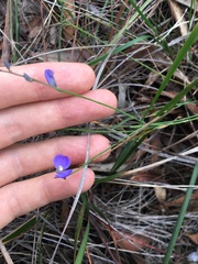 Comesperma sphaerocarpum