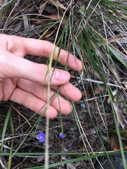 Comesperma sphaerocarpum