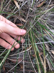Comesperma sphaerocarpum
