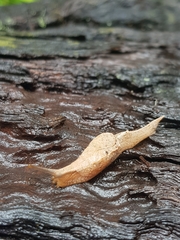 Cucullarion parkini
