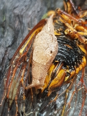 Cucullarion parkini