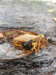 Cucullarion parkini