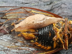 Cucullarion parkini