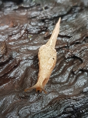 Cucullarion parkini