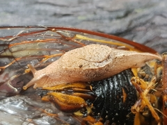 Cucullarion parkini
