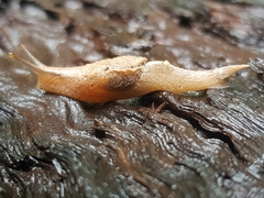 Cucullarion parkini