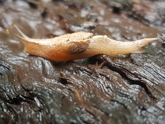 Cucullarion parkini