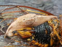 Cucullarion parkini