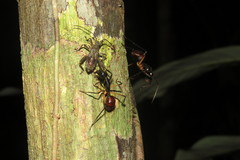 Dinomyrmex gigas borneensis