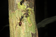 Dinomyrmex gigas borneensis