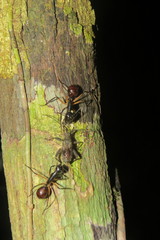 Dinomyrmex gigas borneensis