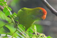 Loriculus beryllinus