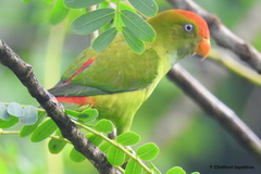 Loriculus beryllinus