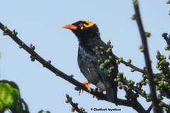Gracula indica