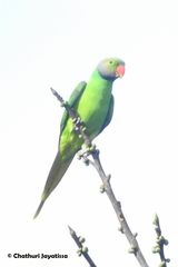 Psittacula calthrapae