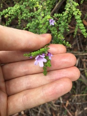 Prostanthera rhombea