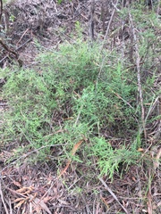 Prostanthera rhombea