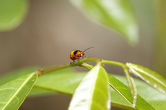 Aulacophora medioflava