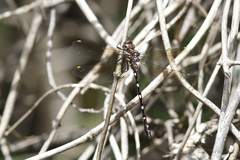 Austroaeschna eungella