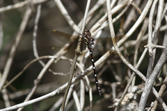 Austroaeschna eungella