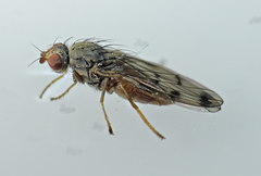 Palloptera scutellata