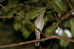 Bolemoreus hindwoodi