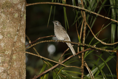 Bolemoreus hindwoodi