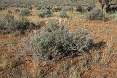 Chenopodium nitrariaceum