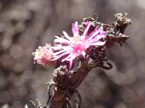 Image of Mesembryanthemum junceum by (c) Mahomed Desai, some rights reserved (CC BY)