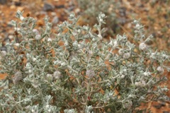 Dissocarpus paradoxus