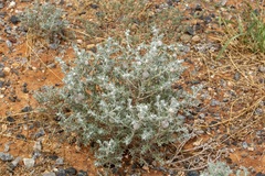 Dissocarpus paradoxus