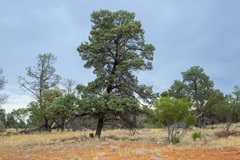 Callitris glaucophylla