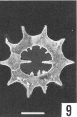 Radiolaria